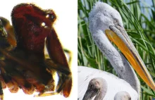 Pająki, które wyglądają jak pelikany, jednak nie wymarły. Żyją w Australii