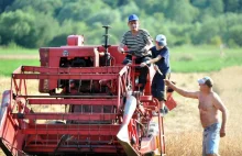 Wakacje na wsi, pracowaliśmy jak woły