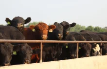 Kansas: tysiące krów zdechłych w fali upałów trzeba było wyrzucić na śmietnik