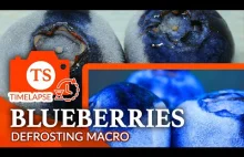 Blueberries Time Lapse Macro 4K Video Compilation