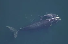 Narzędzia połowowe zagrożeniem dla przetrwania wielorybów...