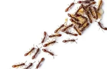 Kolonie mrówek podczas podejmowania decyzji zachowują się jak sieci neuronów