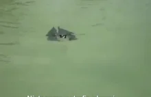 Nietoperze potrafią pływać
