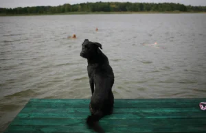 Pies zaatakował 10-letnie dziecko na plaży. "Chłopiec stracił kawałek ucha"