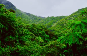 Kongo wystawia na aukcję lasy deszczowe wielkości Wielkiej Brytanii