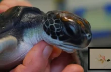Australia: Maleńki żółw przez sześć dni wydalał z siebie plastik.