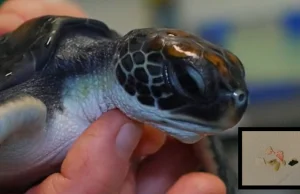 Australia: Maleńki żółw przez sześć dni wydalał z siebie plastik.