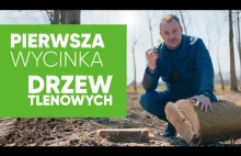Pierwsza w Polsce wycinka drzew tlenowych