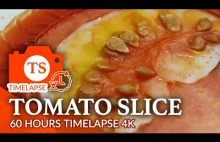 Time Lapse - plaster pomidora - 60 godzin w 3 minuty