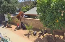 Kobieta ratuje swoje psy przed niedźwiedzicią