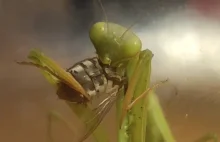 Modliszka zjada całą muchę