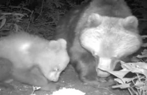 Niedźwiedzia rodzina w obiektywie kamery. Wyjątkowe nagranie z Tatr