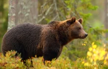 Bieszczady: Niedźwiedzie terroryzują mieszkańców i turystów