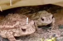 Żaby próbują zjeść gąsienicę
