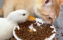Wesoły wspólny posiłek kota i kaczki