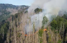 Pożar w Czeskiej Szwajcarii osłabia argumentację ekologów w sprawie kornika.