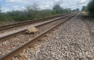 Żółw zablokował ruch pociągów pod Londynem