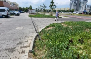 Prosta metoda na zatrzymywanie wody i bujną zieleń w mieście