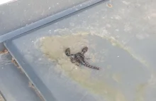 Przy placu zabaw w Płocku znaleziono skorpiona