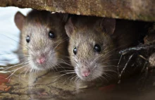 Lewica w Paryżu staje w obronie szczurów i nie pozwala nazywać ich… szczurami.