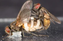 [ANG] Grzyb, który wabi samców much, do spółkowania z martwymi samicami