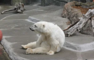 W piekielnej nudzie i piekielnym upale zwierzęta „spędzają” lato w zoo