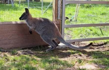 Poszukiwania kangurka w Szklarskiej Porębie