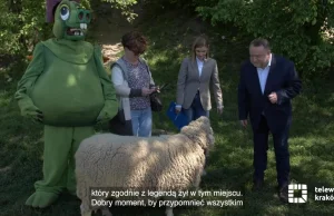 Kraków tłumaczy się z najmu owcy za 6150 zł/h "Fotogeniczna, z doświadczeniem"