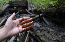 Poznaj Bieszczady. W Bieszczadach ropa płynie leśnymi strumieniami.
