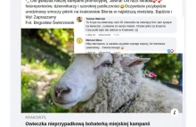 Krakowski urząd masowo usuwa komentarze mieszkańców nt. owcy-modelki za 6k zł/h