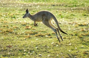 Belgia: Trwają poszukiwania kangura widzianego w okolicach Brukseli. ¯\_(ツ)_/¯