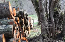 Polacy masowo kupują drewno. Lasy Państwowe mówią o niepotrzebnej panice.