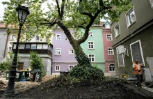 Ostatnie drzewo na Starym Rynku w Poznaniu. Podcięto mu korzenie. Czy przeżyje?