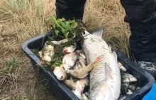 Tysiące śniętych ryb w Odrze. „To katastrofa ekologiczna”
