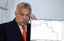 Przepływ ropy do prorosyjskich Węgier wstrzymany. Akcje MOLa w dół, forint w dół