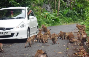 Monkey Hill w Phuket. Jak przetrwać miedzy małpami.