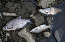 Katastrofa ekologiczna Odry. Rzeka może być martwa przez kilkanaście lat.