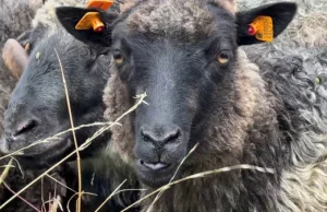 Gdańsk przepłacił za owce do koszenia trawy?