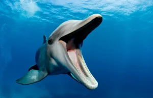 Japonia: Agresywny delfin pogryzł dwie osoby przy plaży. To kolejny taki atak
