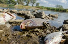Pierwsze martwe ryby w Szczecinie. Bezwzględny zakaz wchodzenia do wody!
