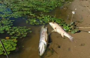 Niemcy potwierdzają - Katastrofa ekologiczna na Odrze to wynik zatrucia rtęcią