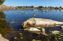 Skażenie Odry zabija ryby, a może też rolnictwo. Każda hodowla używała tej wody