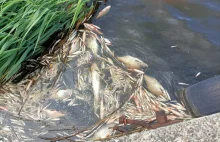 News z 13 lipca Masowe śnięcie ryb w Kanale Kędzierzyńskim. Mieszkańcy alarmują