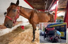 Woźnica NYC sfilmował chłostę chorego konia według protokołu: steward