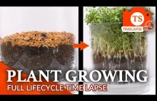 Film poklatkowy pokazujący wyrastającą roślinę