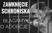 Schronisko DISEL w Aleksandrowie Kujawskim zostanie zamknięte do końca roku.