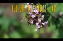 Ile uli na początek przygody z pszczołami? - krótki film o pszczołach.