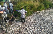 Tysiące śniętych ryb w Krajniku Dolnym. "Rzeka po prostu nie żyje" [ZDJĘCIA]