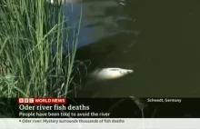 Materiał BBC o katastrofie ekologicznej w Odrze