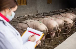 Nowe stawki za świadectwa zdrowia. Podwyżki są kolosalne - Trzoda chlewna